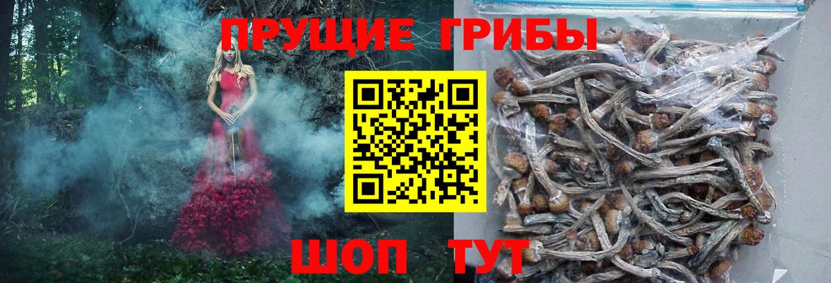 Новошахтинск  Псилоцибиновые грибы прущие грибы  Вход с VPN  Галлюциногенные грибы Psilocybe 